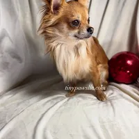 Lana, a female Chihuahua for sale in Saint Louis, MO – Photo 9 of 10