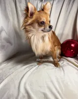 Lana, a female Chihuahua for sale in Saint Louis, MO – Photo 9 of 10