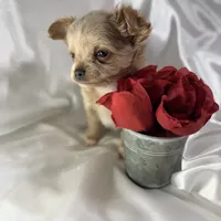 Lana, a female Chihuahua for sale in Saint Louis, MO – Photo 2 of 10