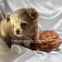 Lana, a female Chihuahua for sale in Saint Louis, MO – Photo 5 of 10