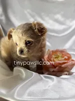 Lana, a female Chihuahua for sale in Saint Louis, MO – Photo 5 of 10