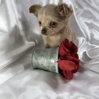 Lana, a female Chihuahua for sale in Saint Louis, MO – Photo 1 of 10