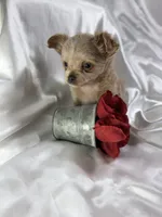 Lana, a female Chihuahua for sale in Saint Louis, MO – Photo 1 of 10