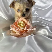 Lana, a female Chihuahua for sale in Saint Louis, MO – Photo 6 of 10