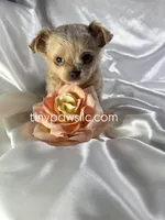 Lana, a female Chihuahua for sale in Saint Louis, MO – Photo 6 of 10