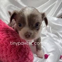 Mallery, a female Chihuahua for sale in Saint Louis, MO – Photo 5 of 6