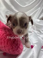 Mallery, a female Chihuahua for sale in Saint Louis, MO – Photo 5 of 6