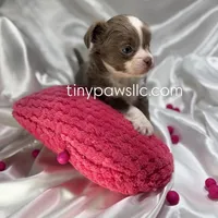 Mallery, a female Chihuahua for sale in Saint Louis, MO – Photo 3 of 6