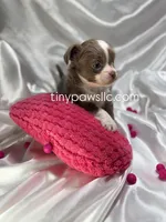 Mallery, a female Chihuahua for sale in Saint Louis, MO – Photo 3 of 6