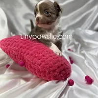 Mallery, a female Chihuahua for sale in Saint Louis, MO – Photo 2 of 6