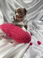 Mallery, a female Chihuahua for sale in Saint Louis, MO – Photo 2 of 6