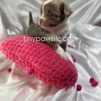 Mallery, a female Chihuahua for sale in Saint Louis, MO – Photo 4 of 6