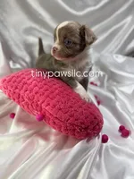 Mallery, a female Chihuahua for sale in Saint Louis, MO – Photo 4 of 6