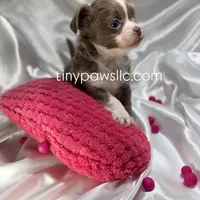 Mallery, a female Chihuahua for sale in Saint Louis, MO – Photo 6 of 6