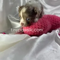 Mallery, a female Chihuahua for sale in Saint Louis, MO – Photo 1 of 6