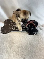 Walter, a male Chihuahua for sale in Saint Louis, MO – 8 of 10