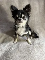 Dawson , a male Chihuahua for sale in Saint Louis, MO – 9 of 10