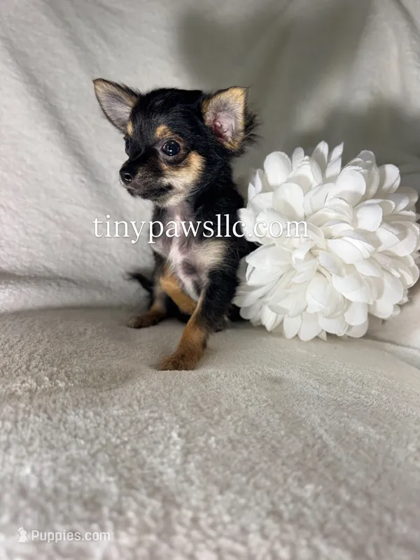 Mr. Nibbles (Nibs) – Chihuahua puppy for sale in Saint Louis, MO