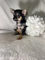Mr. Nibbles (Nibs), a male Chihuahua for sale in Saint Louis, MO – 1 of 10