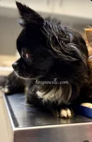 Walden , a male Chihuahua for sale in Saint Louis, MO – 3 of 4