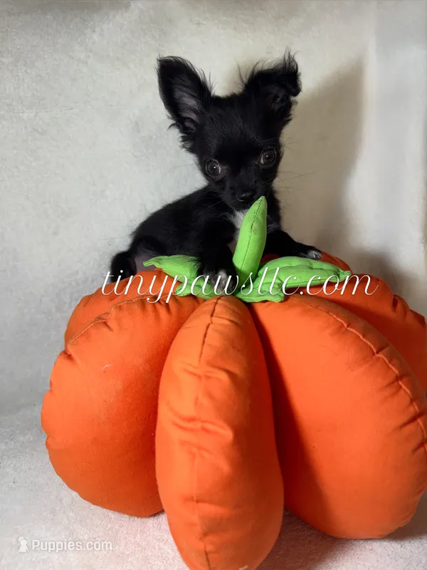 Van  – Chihuahua puppy for sale in Saint Louis, MO