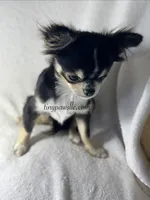 Crash , a male Chihuahua for sale in Saint Louis, MO – 9 of 10
