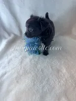 Thatcher, a male Chihuahua for sale in Saint Louis, MO – 4 of 10