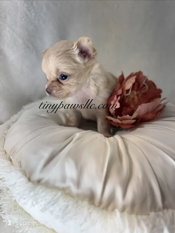 Vivian  – Chihuahua puppy for sale in Saint Louis, MO