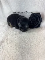 Vader, a male Chihuahua for sale in Saint Louis, MO – 2 of 2