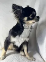 Demi, a female Chihuahua for sale in Saint Louis, MO – 10 of 10