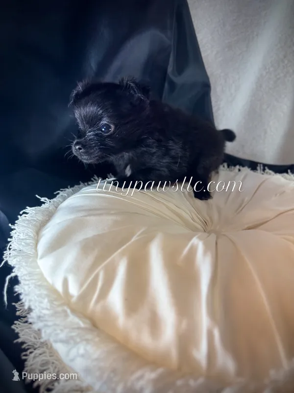 Bowie – Chihuahua puppy for sale in Saint Louis, MO