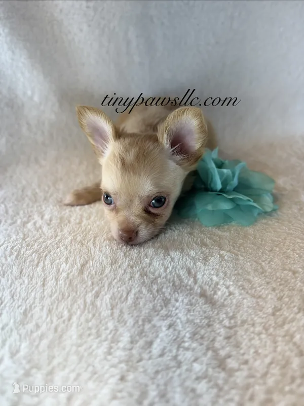 Vinny  – Chihuahua puppy for sale in Saint Louis, MO