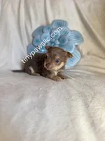 Nelson, a male Chihuahua for sale in Saint Louis, MO – Photo 1 of 10