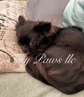 Nelson, a male Chihuahua for sale in Saint Louis, MO – Photo 10 of 10