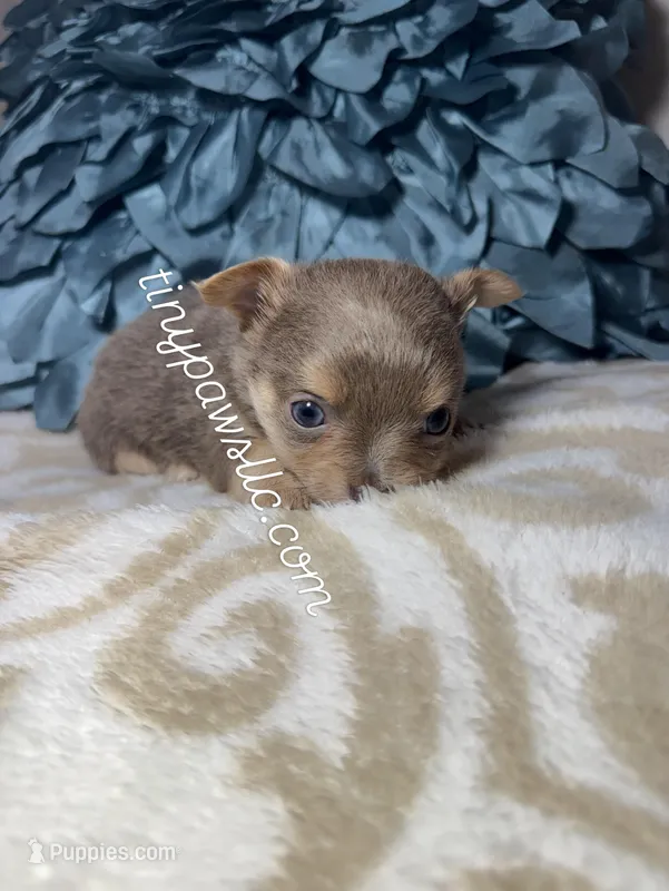 Nelson – Chihuahua puppy for sale in Saint Louis, MO