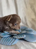 Nelson, a male Chihuahua for sale in Saint Louis, MO – Photo 5 of 10