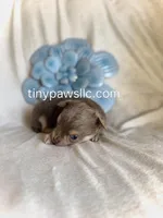 Nelson, a male Chihuahua for sale in Saint Louis, MO – Photo 2 of 10