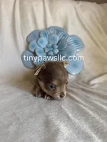 Nelson, a male Chihuahua for sale in Saint Louis, MO – Photo 7 of 10