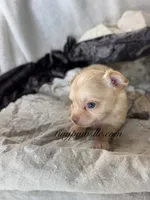 Vinny , a male Chihuahua for sale in Saint Louis, MO – 6 of 10