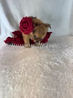 Willow, a female Chihuahua for sale in Saint Louis, MO – 2 of 9