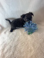 Thatcher, a male Chihuahua for sale in Saint Louis, MO – 6 of 10
