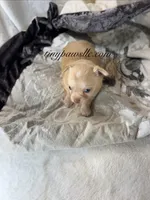 Vinny , a male Chihuahua for sale in Saint Louis, MO – 3 of 10