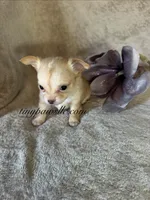 Victor , a male Chihuahua for sale in Saint Louis, MO – 8 of 9