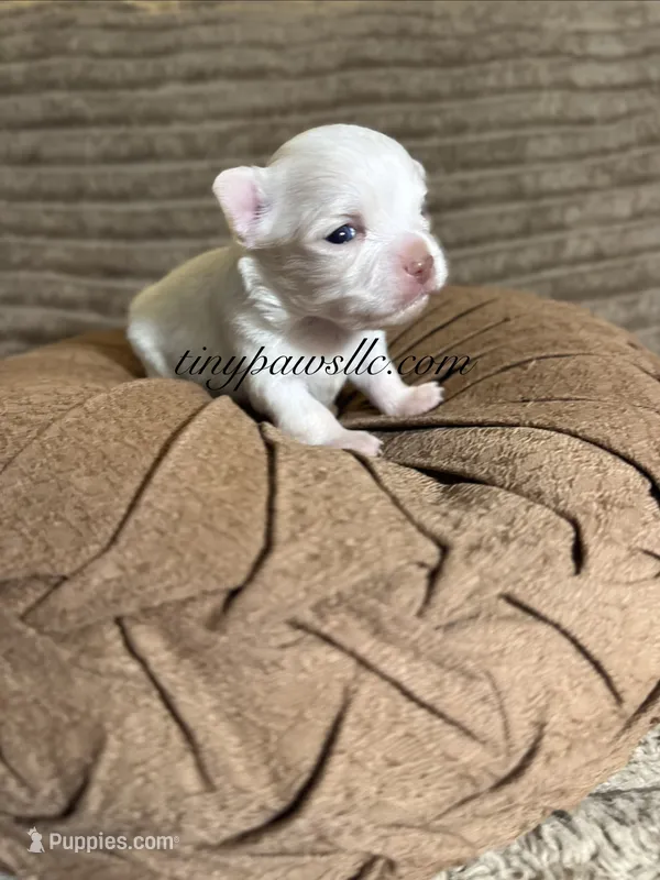 Dawson  – Chihuahua puppy for sale in Saint Louis, MO