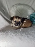 Ryder, a male Chihuahua for sale in Saint Louis, MO – 2 of 8
