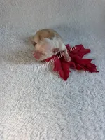 Destry, a female Chihuahua for sale in Saint Louis, MO – 4 of 9