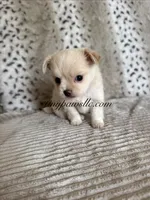 Zeke, a male Chihuahua for sale in Saint Louis, MO – 1 of 10