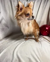 Reyna , a female Chihuahua for sale in Saint Louis, MO – 8 of 9