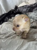 Vinny , a male Chihuahua for sale in Saint Louis, MO – 2 of 10