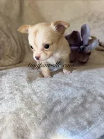 Victor , a male Chihuahua for sale in Saint Louis, MO – 4 of 9